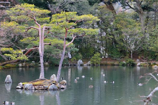 Kyoto, Japan - Japanese garden at famous Kinkakuji (Kinkaku-ji)