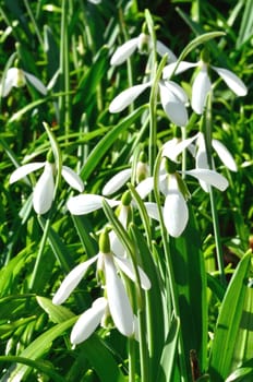 Group of snowdrops