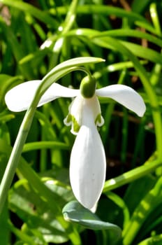 Single snow drop flower