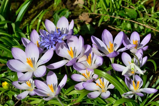 large group of crocusus