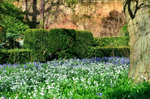 Snowdrops and Glory-of-the-snow in garden