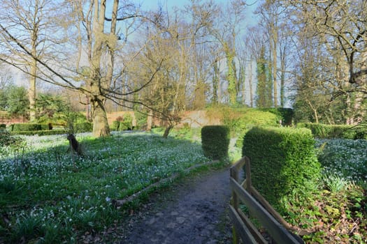 snowdrops in formal garden