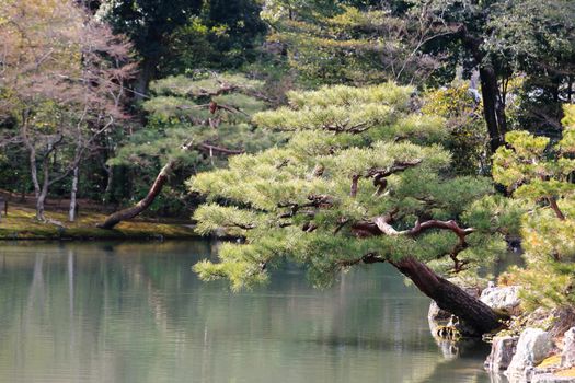 Kyoto, Japan - Japanese garden at famous Kinkakuji (Kinkaku-ji)