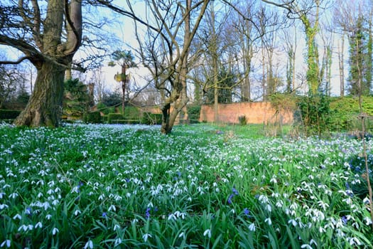 snowdrops and trees