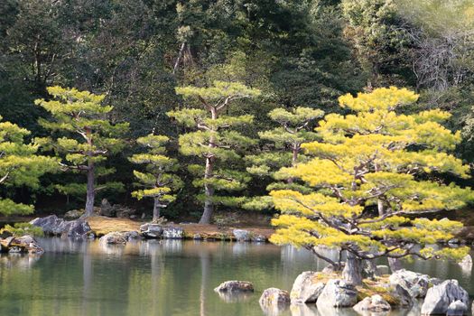 Kyoto, Japan - Japanese garden at famous Kinkakuji (Kinkaku-ji)