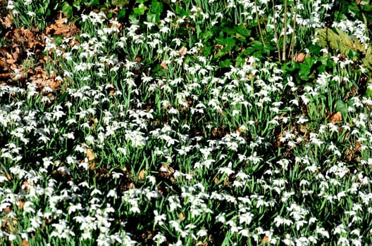 large group of snowdrops