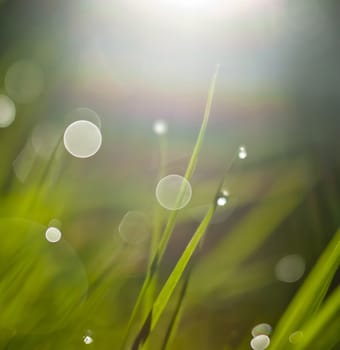 Morning dew in the grass, sunny rainbow sketch, rainbow bokeh on the wet green grass, background