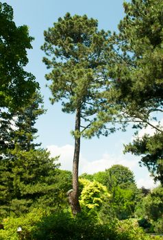 Beautiful forest sunny summer day. Nature green wood.