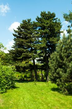 Beautiful forest sunny summer day. Nature green wood.