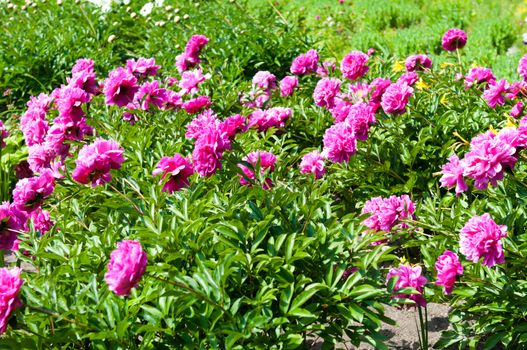 Close-up view of gently pink peony flower in sunny spring day.