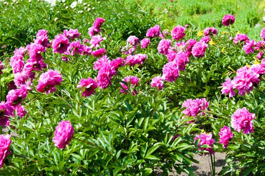 Close-up view of gently pink peony flower in sunny spring day.