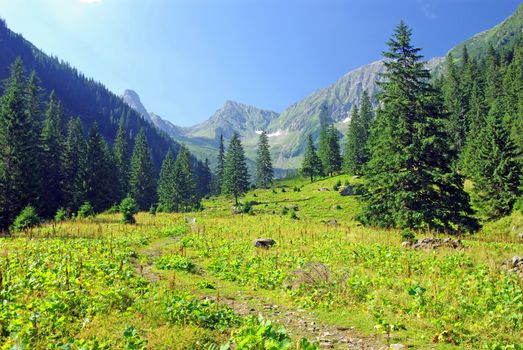 Meadow and forest in Fagaras mountains, Sambata valley.