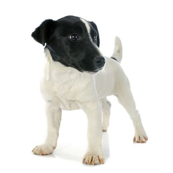 portrait of a purebred puppy jack russel terrier in studio