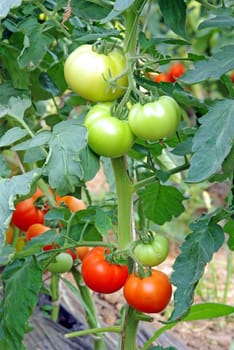 Tomatoes ripening in a greenhouse.