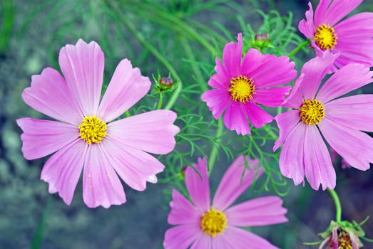 A close up image with lila flowers as background