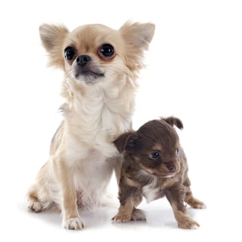 puppy chihuahua and adult in front of white background