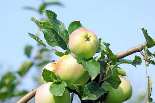 Ripened apples on a tree and the sky behind.