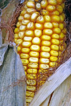 Corn at harvest time, close up image.