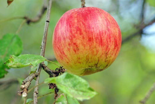 Ripe apple in the orchard, closeup image