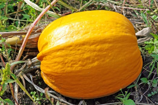 Orange pumpkin on a wine.