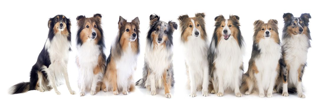 shetland dogs in front of white background