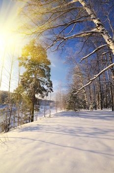 Winter landscape with sun and frozen trees in sunset