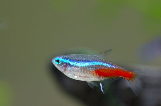 Close up image of neon fish in aquarium.