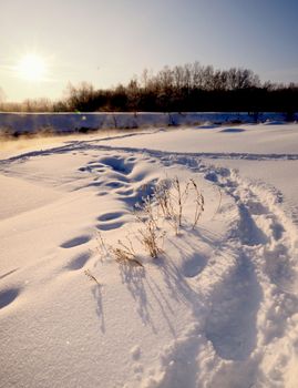 Footprints in deep snow and a tree on horizon Winter 