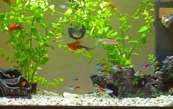 Home aquarium with fishes and plants.
