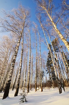 Winter landscape with sun and frozen birch in sunset