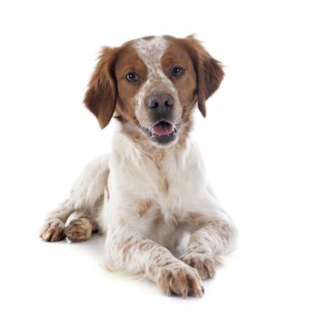 portrait of a brittany spaniel in front of white background