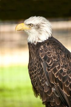 closeup portrait of an north american bald eagle
