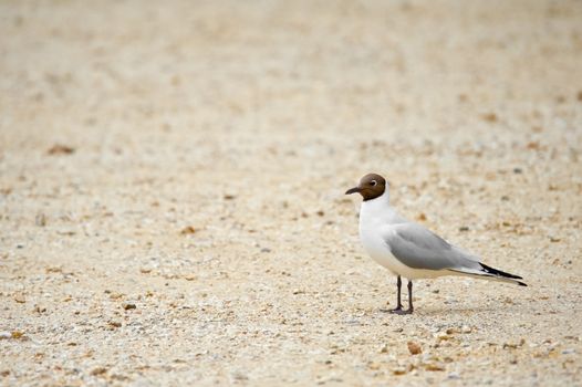 black headed gull on a stoney beach