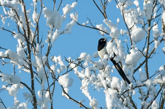 magpie perched in snow covered tree branches
