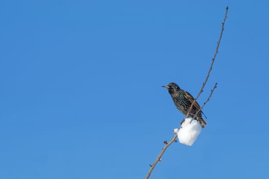 starling on snow covered twigs against a blue sky
