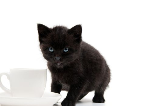 Shot of little cute black kitten isolated on white