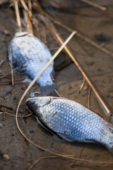 Dead fish in polluted pond/river/lake ecological disaster concept