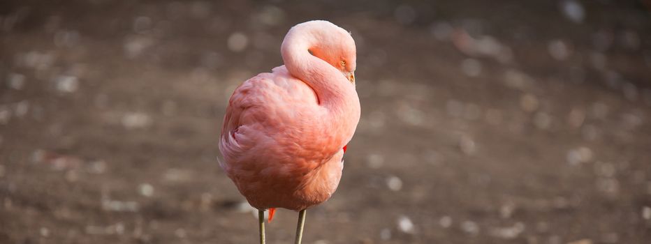 Pink Flamingos