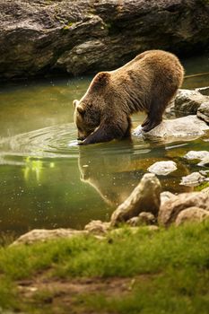 Brown bear considering taking a bath