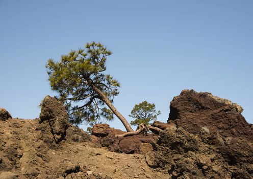 A pine tree striving for survival in barren volcanic soil