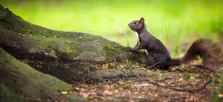 Closeup of a red squirrel (Sciurus vulgaris)