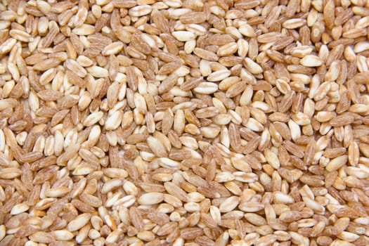 Wheat viewed from up close and personal