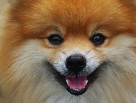 brown Spitz dog Close-up.