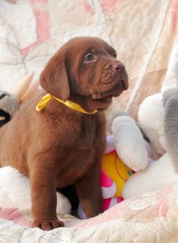 happy chocolate labrador puppy with the toys