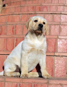 happy yellow labrador puppy portrait at the door