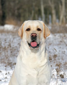 yellow labrador in the snow in winter portrait