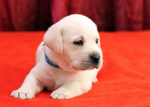 happy yellow labrador puppy laying on red background