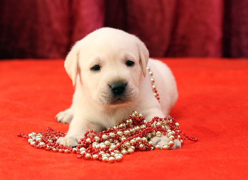 happy yellow labrador puppy laying on red background with beads
