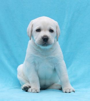 happy yellow labrador puppy laying on blue background