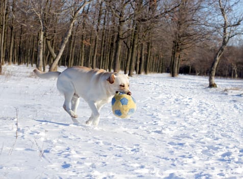 yellow labrador in the snow in winter running with a ball